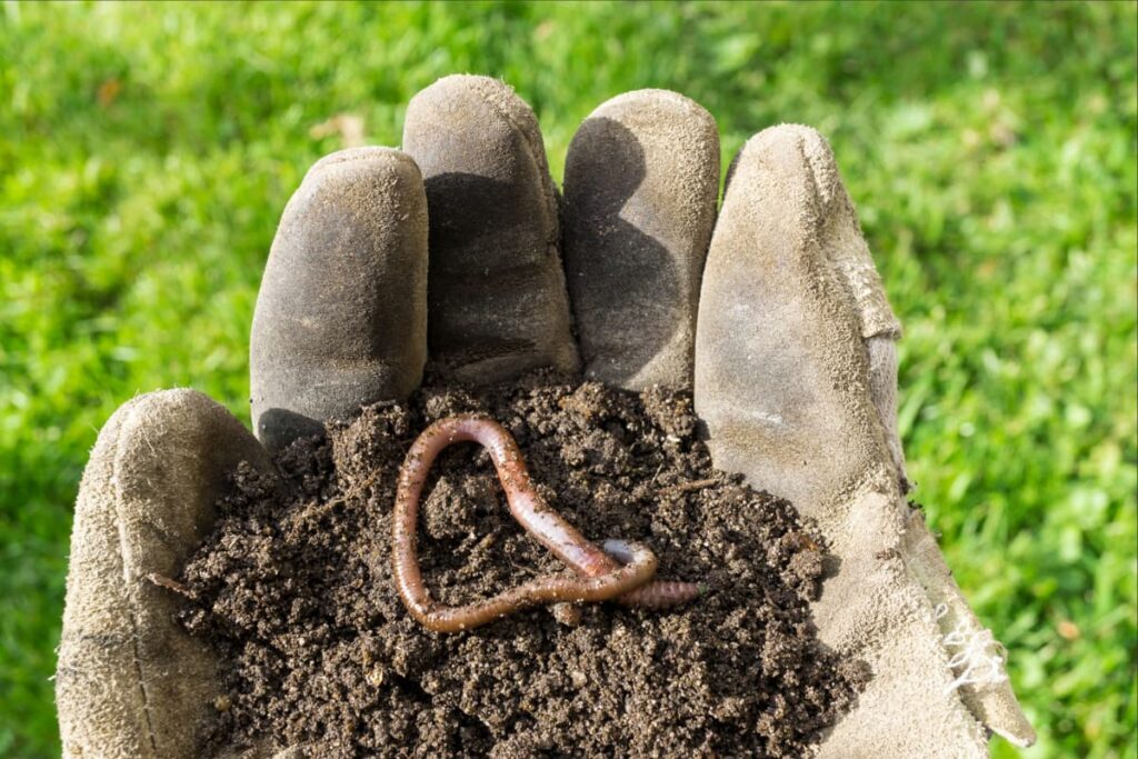 Earthworms cradled in gloved hand