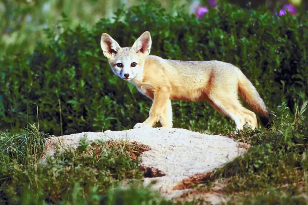 Kit fox showing big ears