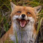 Red fox with a grin
