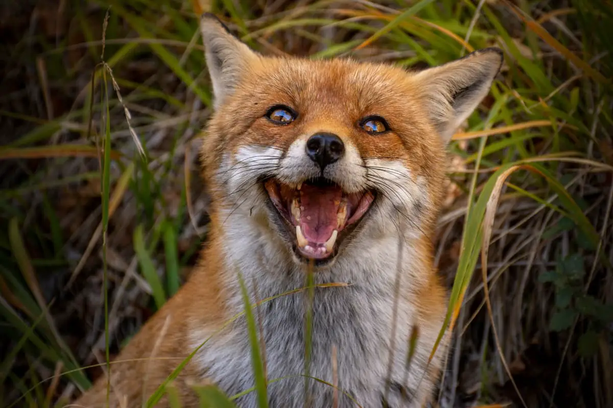 Red fox with a grin