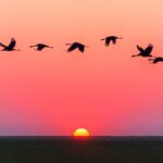 Cranes migrating