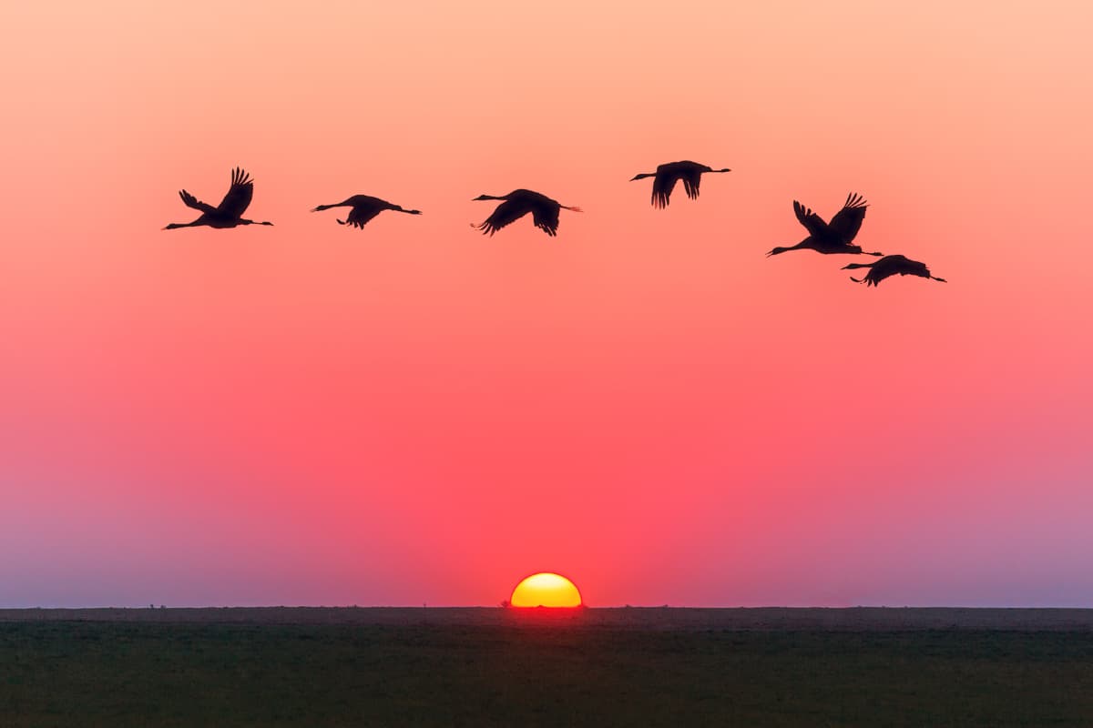 Cranes migrating