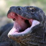 Komodo dragon with jaws wide open