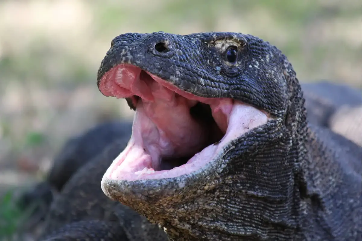 Komodo Dragon Teeth: How Can One Deadly Bite Kill an Adult Buffalo?