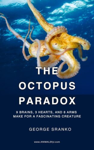 Book cover for Octopus Paradox by George Sranko