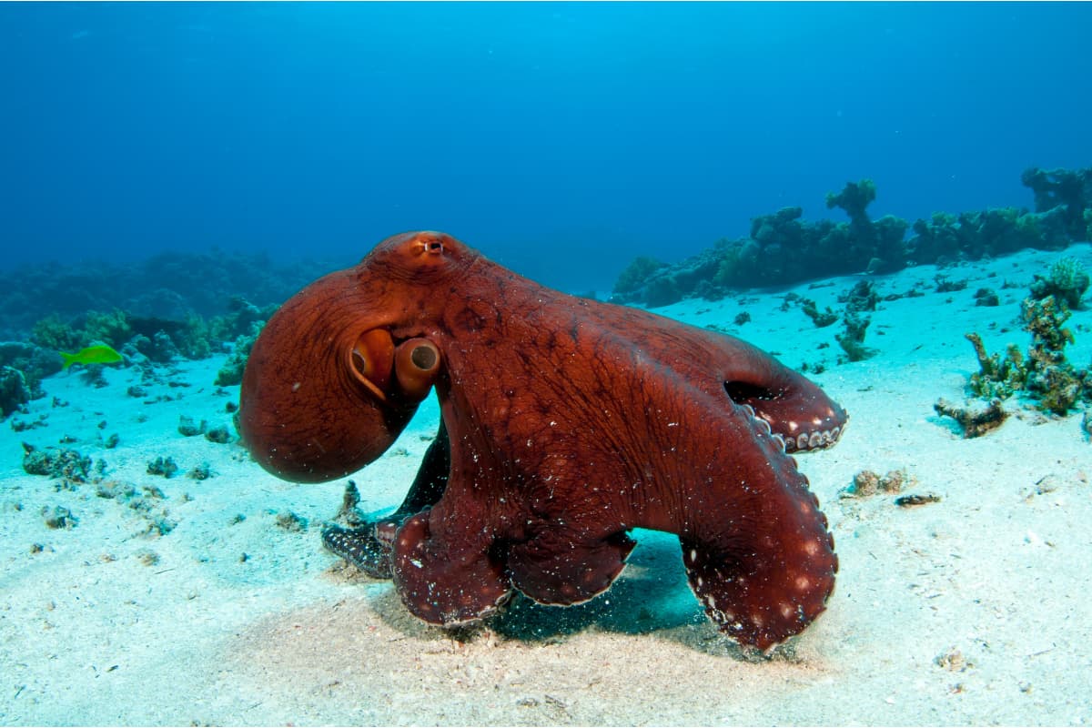 Octopus walking across sea floor