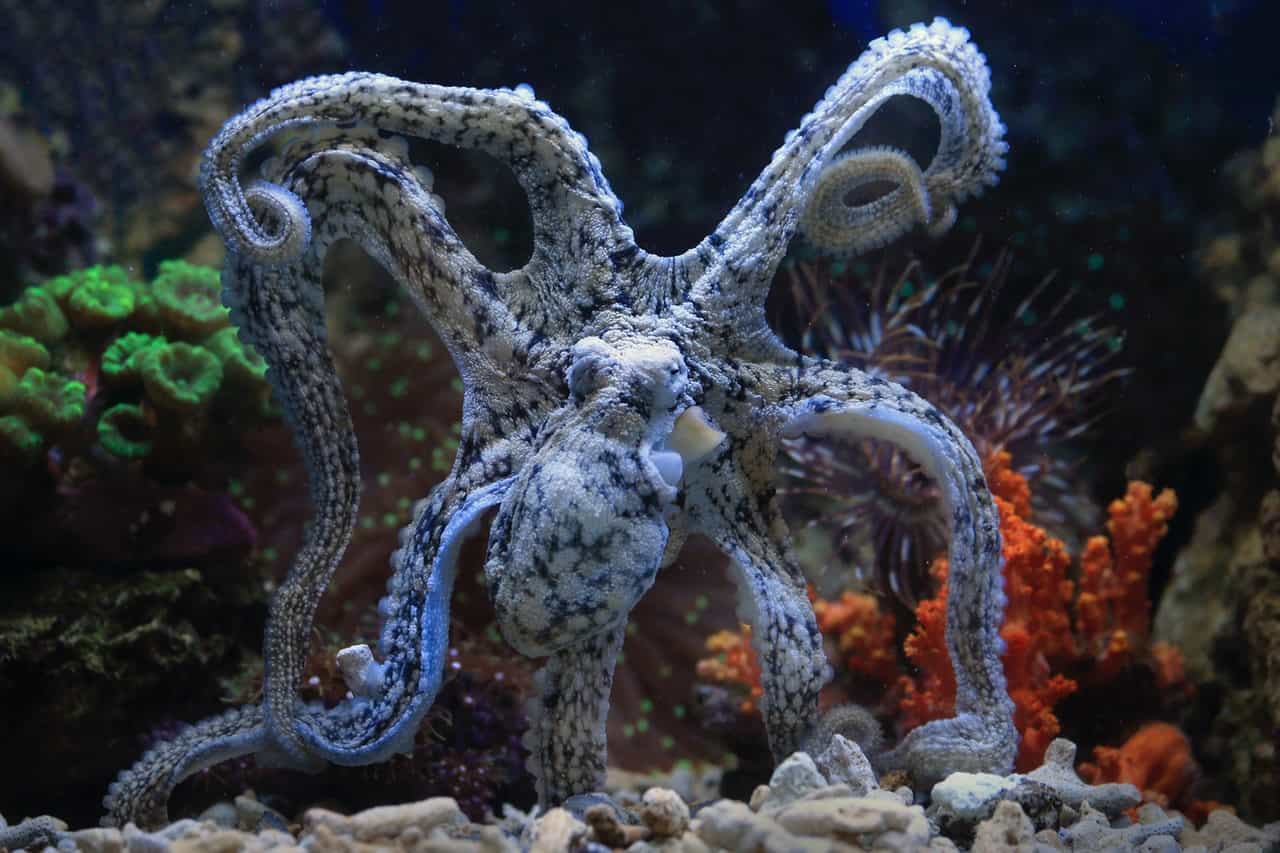 Octopus with arms stretched wide