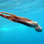 Octopus swimming
