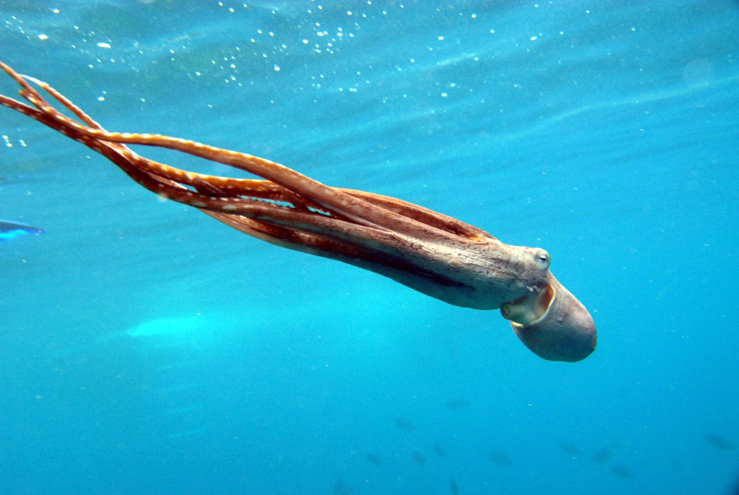 Octopus swimming