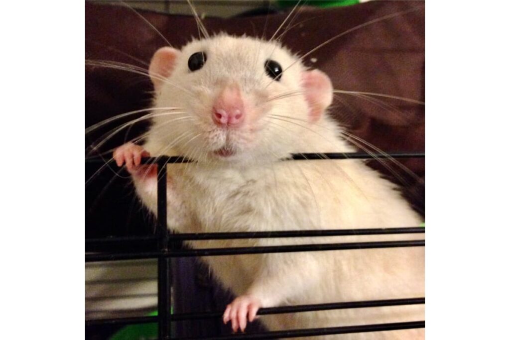 Rat looking for a tickle