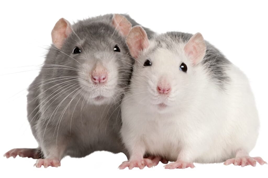 Two rats side-by-side