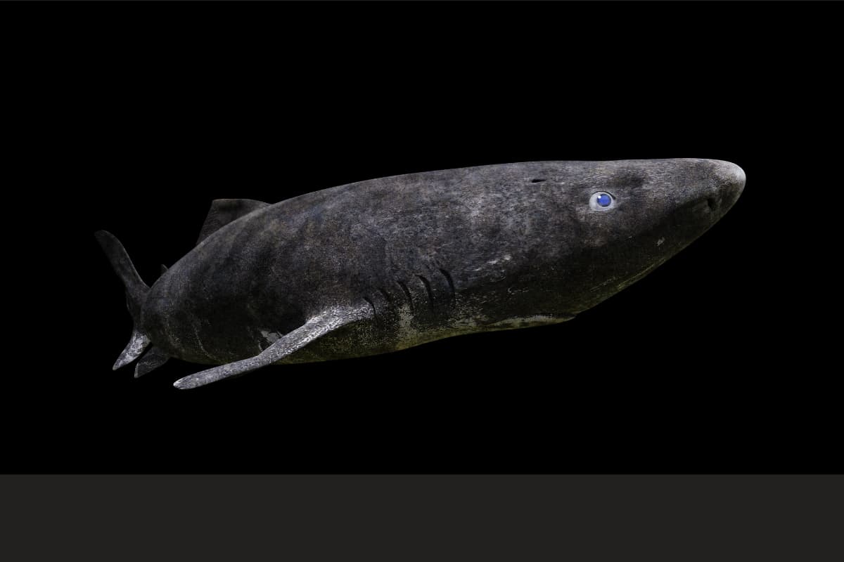 Greenland Shark Lifespan: Earth’s Longest-Living Vertebrate