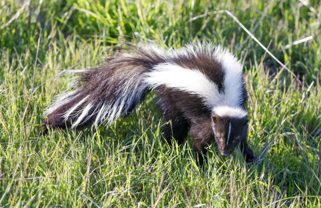 How Far Can Skunks Spray: Uncovering the Stinky Truth – Animals FYI