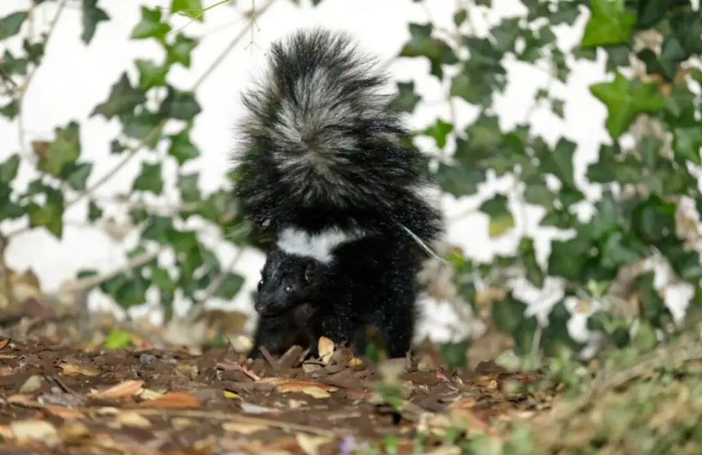 Skunk warning with its tail raised, ready to spray