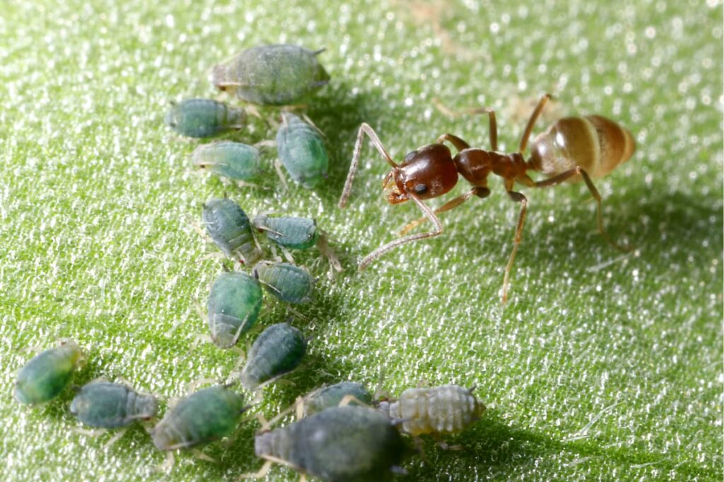 Ant with aphids.