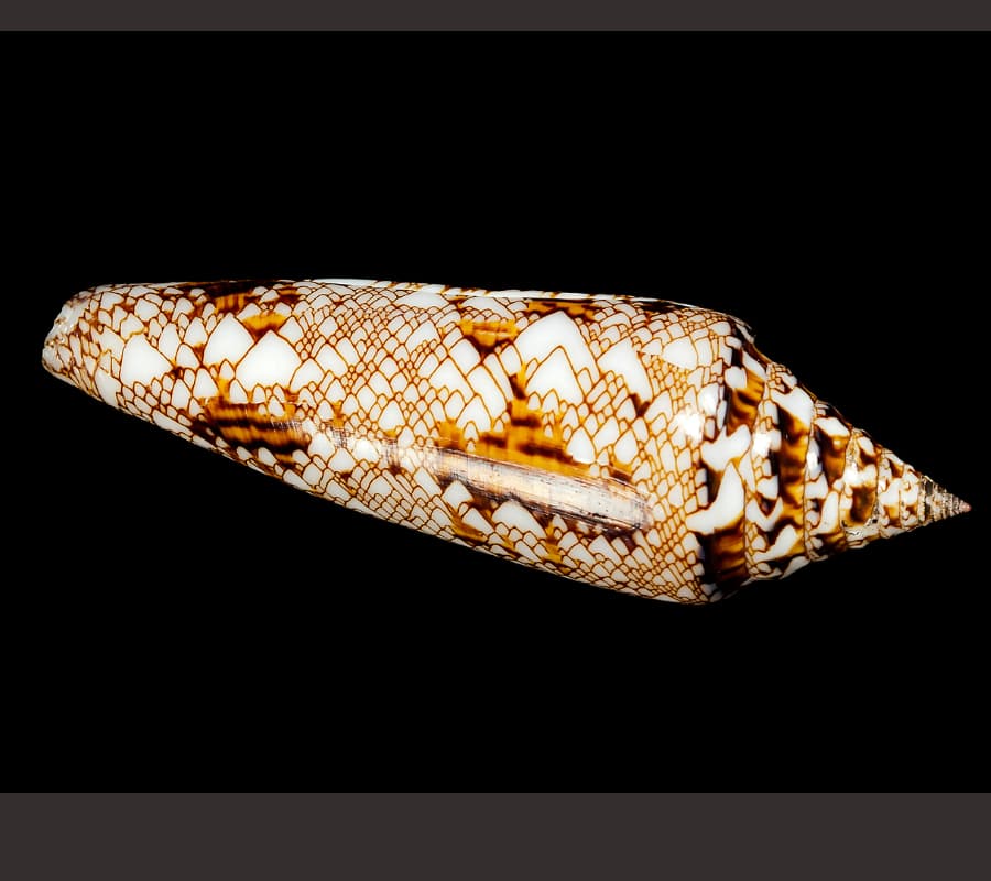 Photo of cone snail Conus bengalensis 