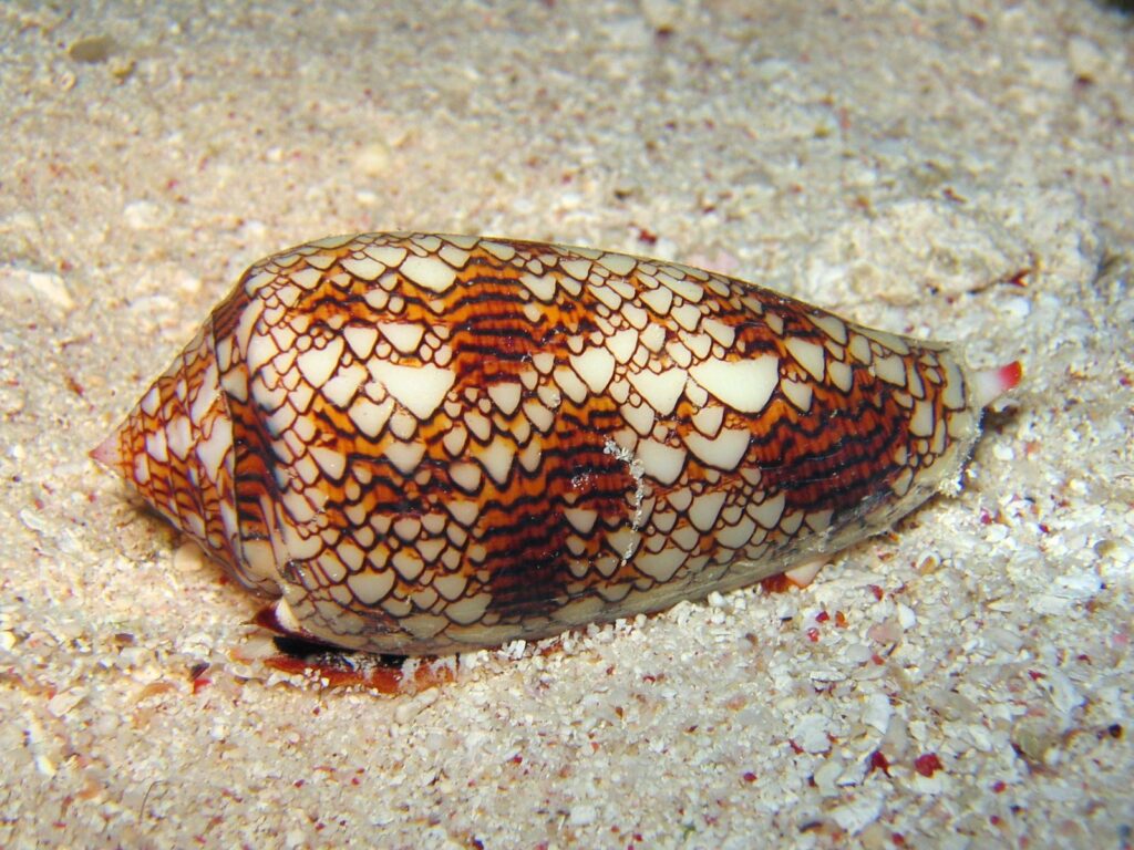 Cone snail showing intricate patterns on the shell.