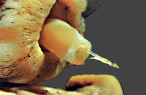 Cone snail showing its tiny venomous harpoon