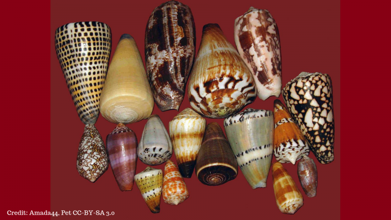 Cone snail shells showing intricate and colorful patterns