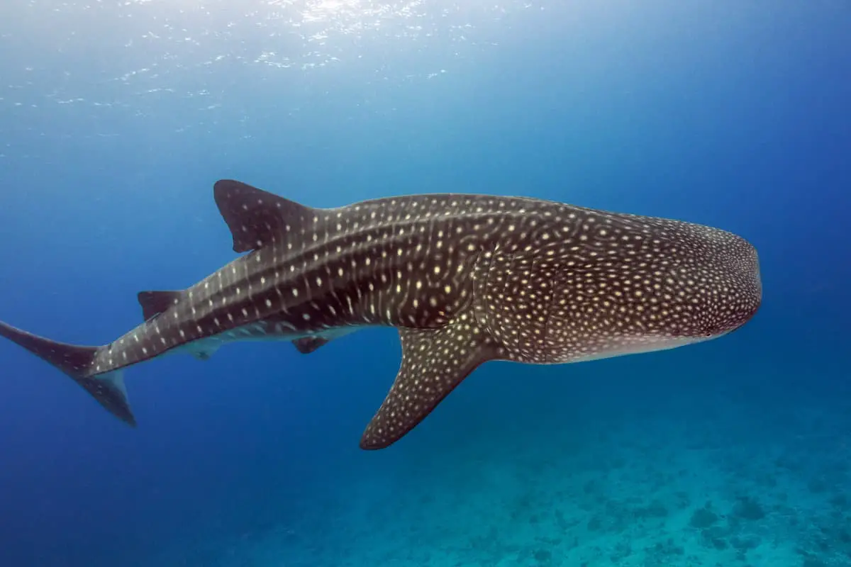 Whale Sharks: the Biggest Fish in the Ocean Feeds on the Smallest Creatures
