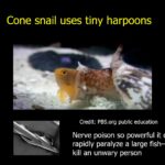 PowerPoint slide showing cone snail capturing and eating fish