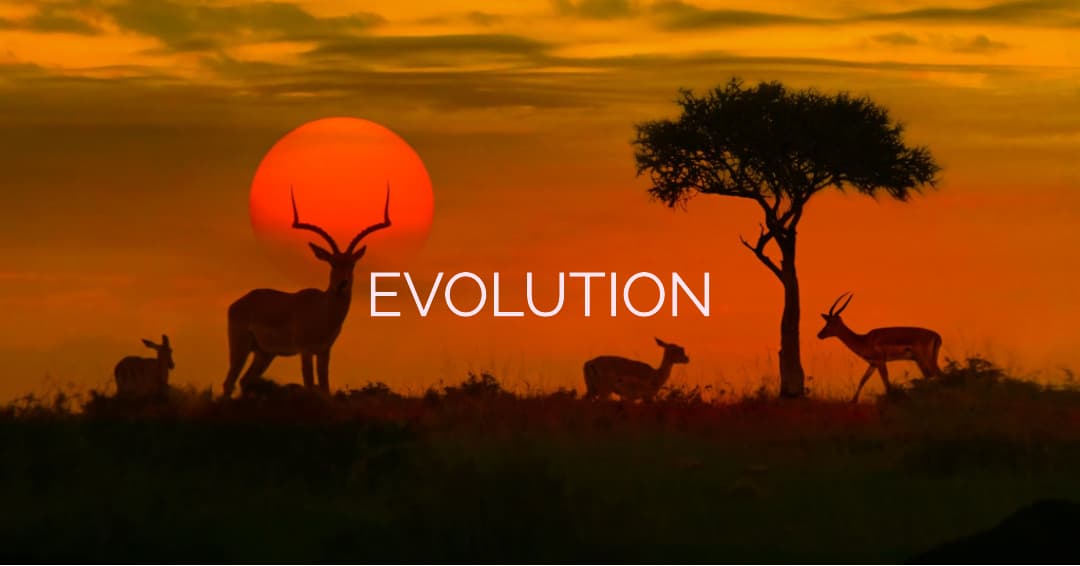 Silhouettes of antelope at sunset in Africa, with the word Evolution superimposed.