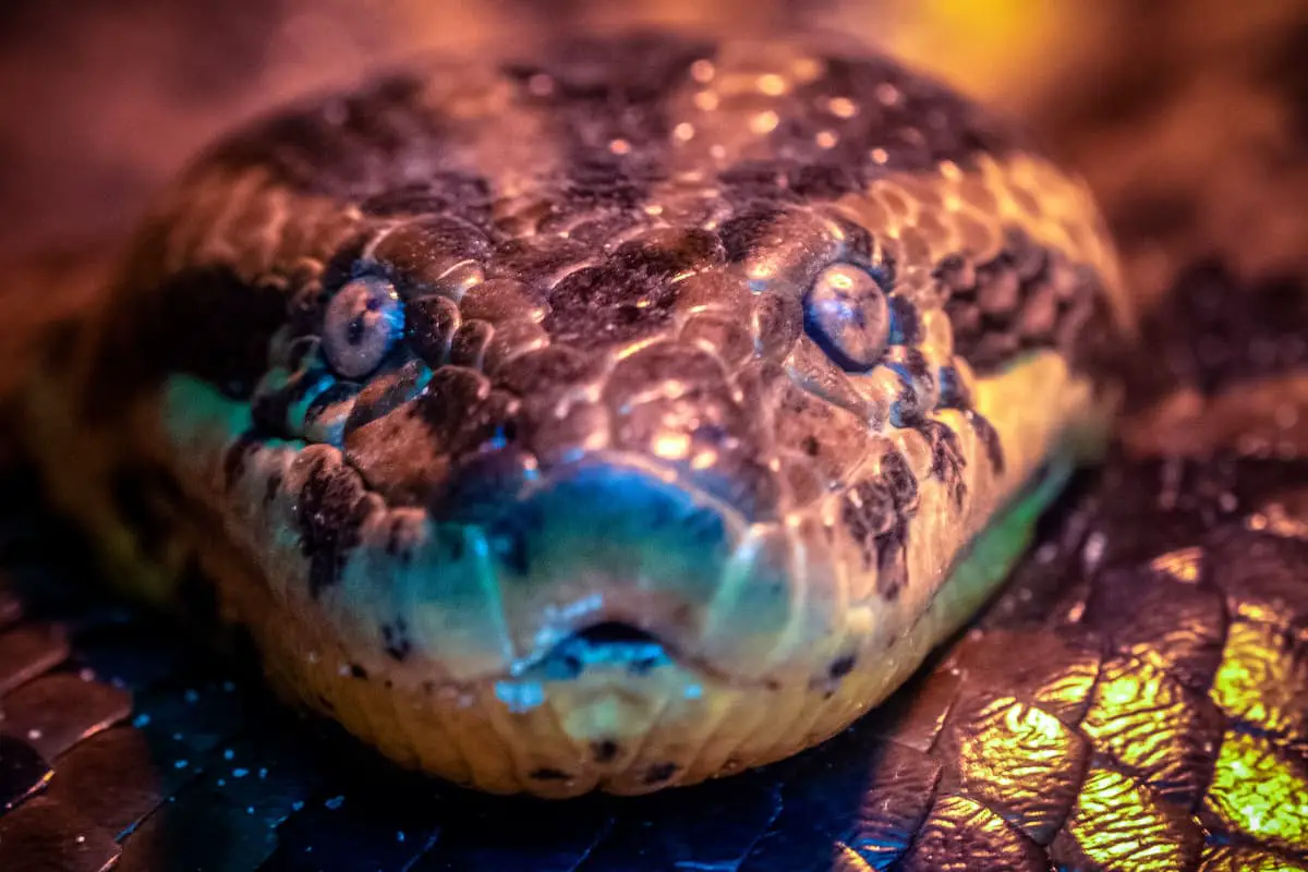 Anaconda snake facing camera