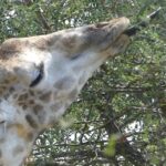 Giraffe eating Acacia trees with its long tongue