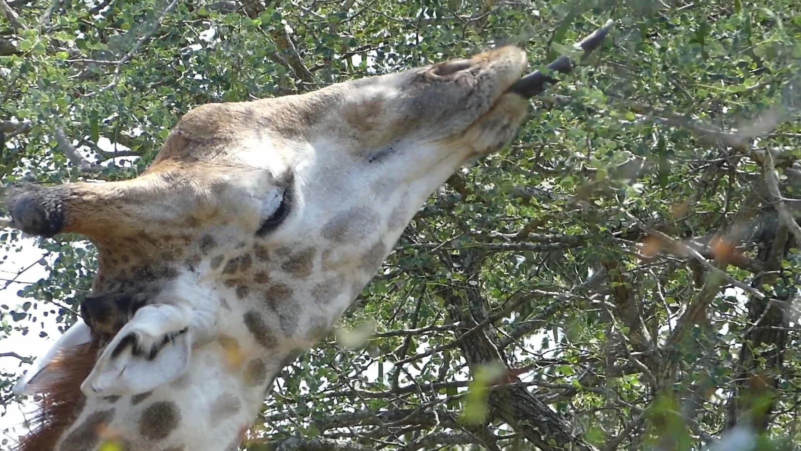 Giraffe eating Acacia trees with its long tongue