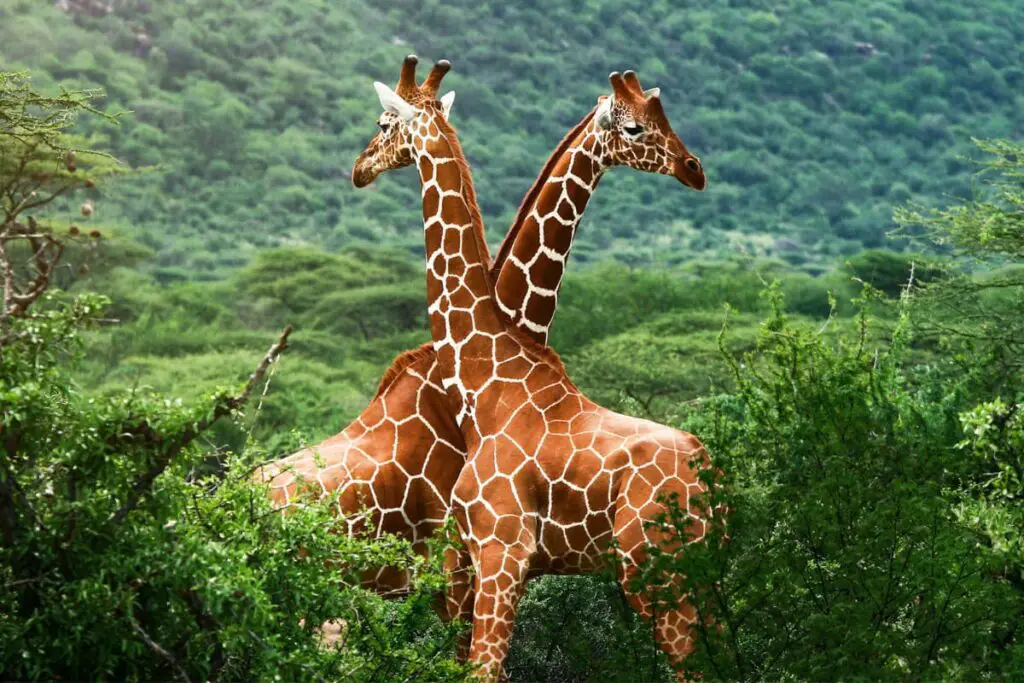 Why Did Giraffes Evolve Long Necks? Discover the Latest Science ...