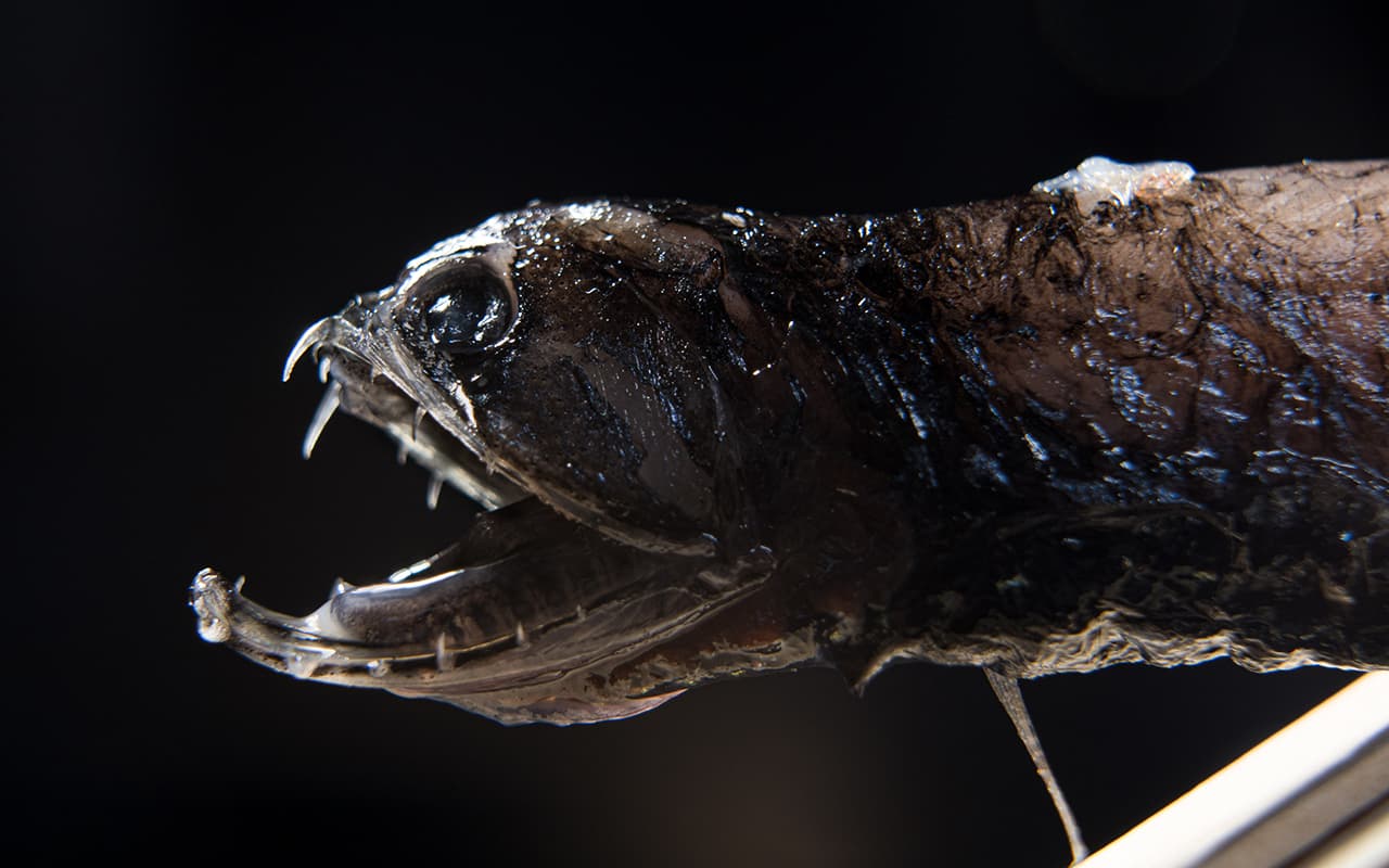 A close up of a deep sea dragon fish with its mouth open in deep sea.