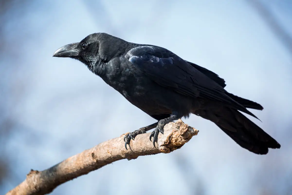 How Smart is a Crow? Unlocking the Mystery of Corvid Intelligence