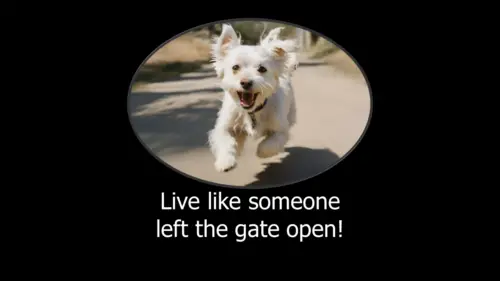 A joyful white dog running framed within an oval shape, accompanied by an inspirational quote from the Viking World Cruise 2024.