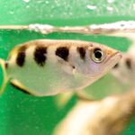 Close-up of an Archer Fish, with a silver body and black vertical stripes, swimming in clear greenish water near the surface, showcasing its renowned aquatic precision.