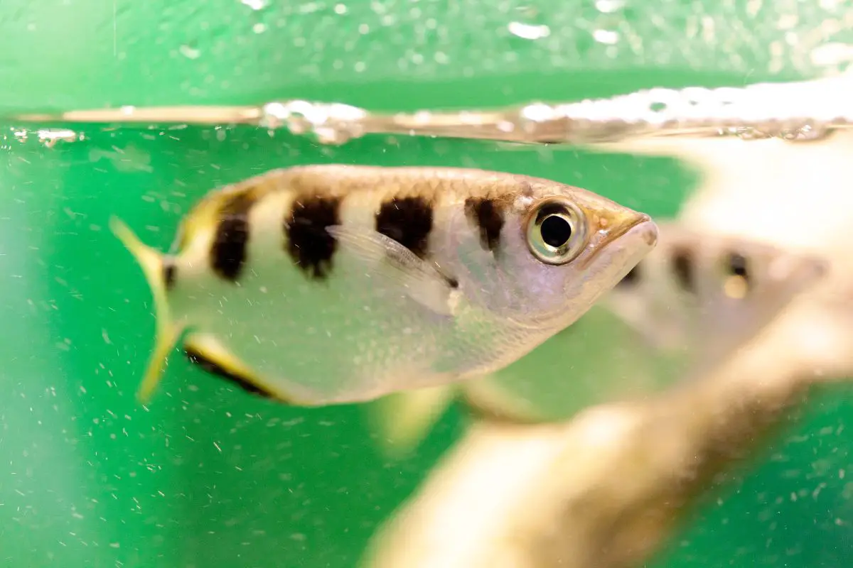 Archer Fish Hunting Tactics, Adaptations, and Vision: Mastering Aquatic Precision