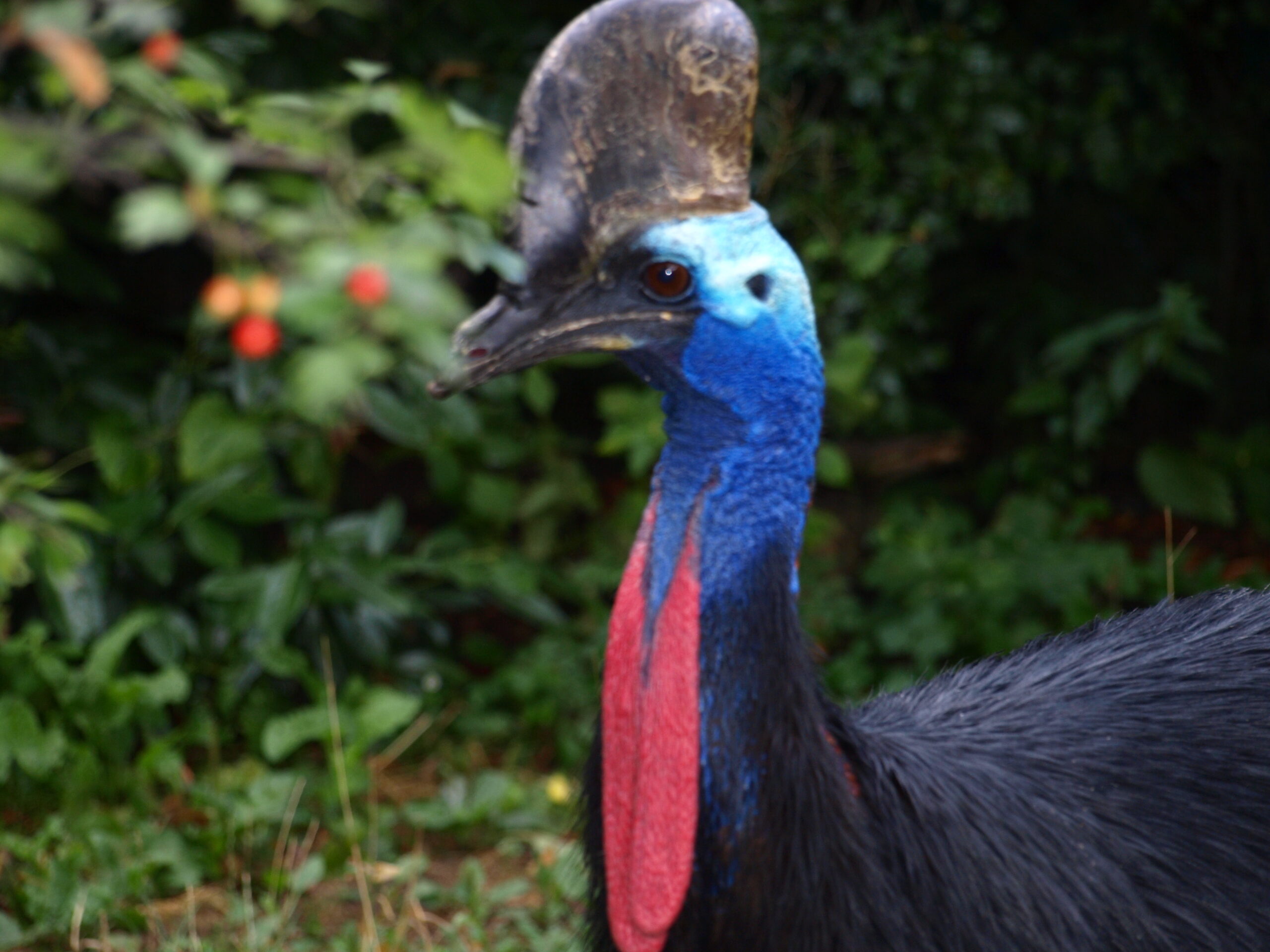 Flightless Birds: Nature’s Amazing Ground-Dwelling Wonders!